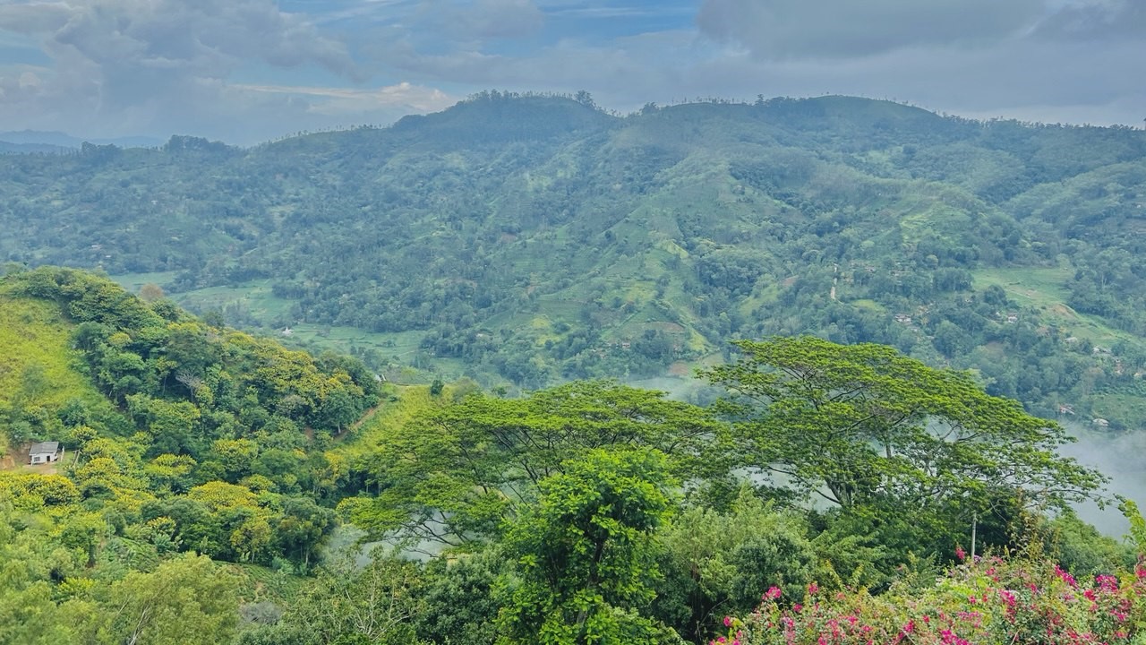 Ella Day Tour image 5